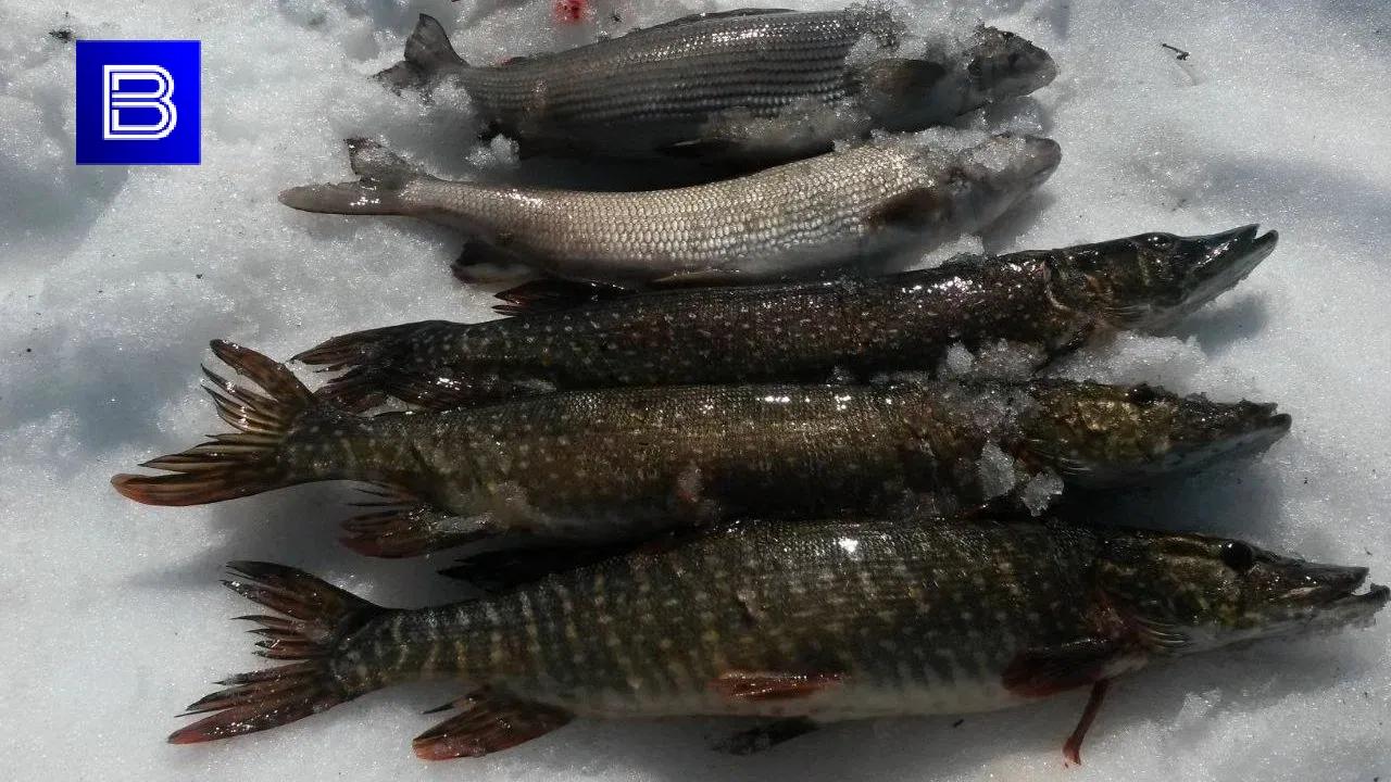 Более 70 предприятий Мурманской области получили право на экспорт рыбной продукции
